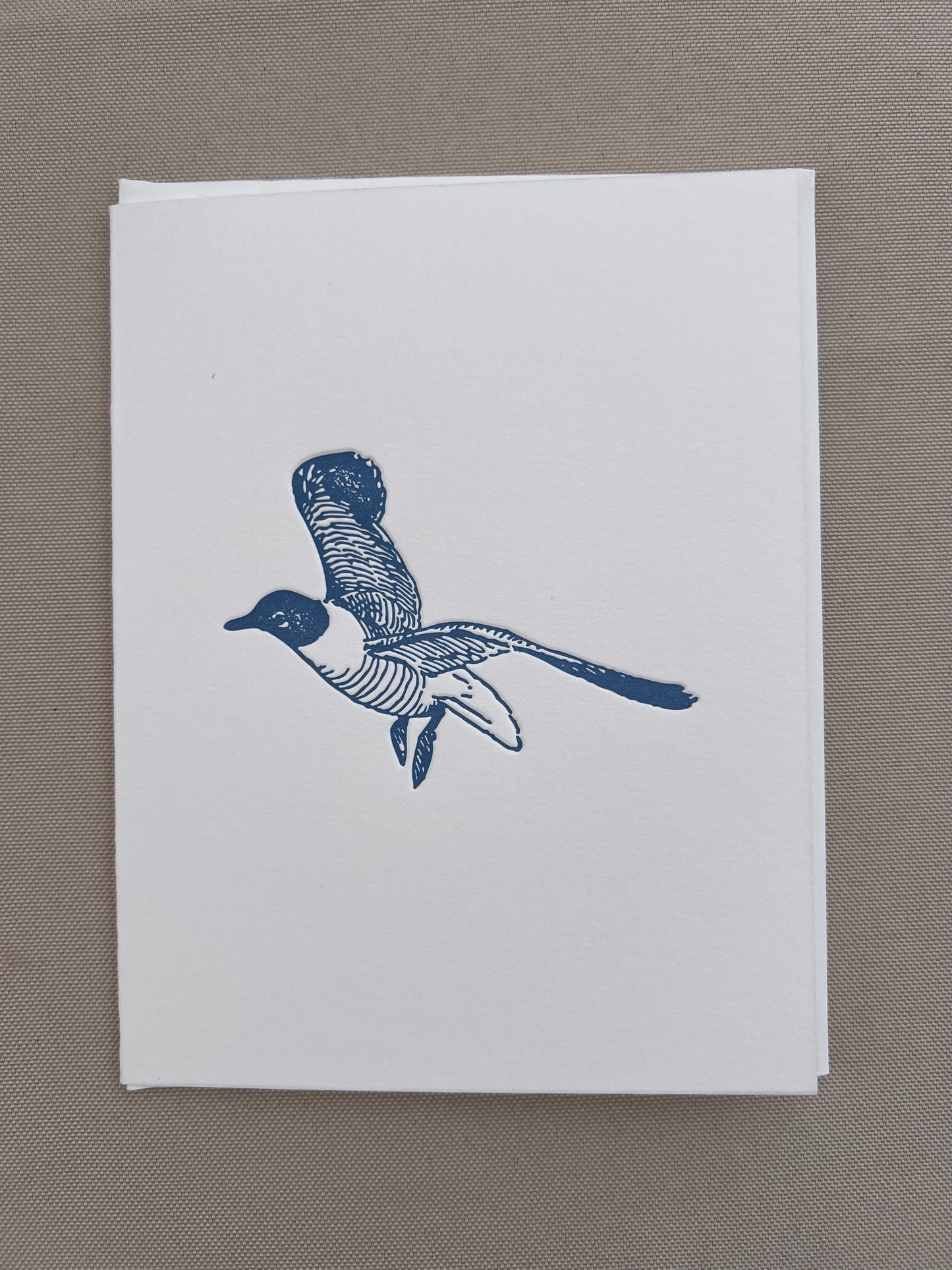 Seagull