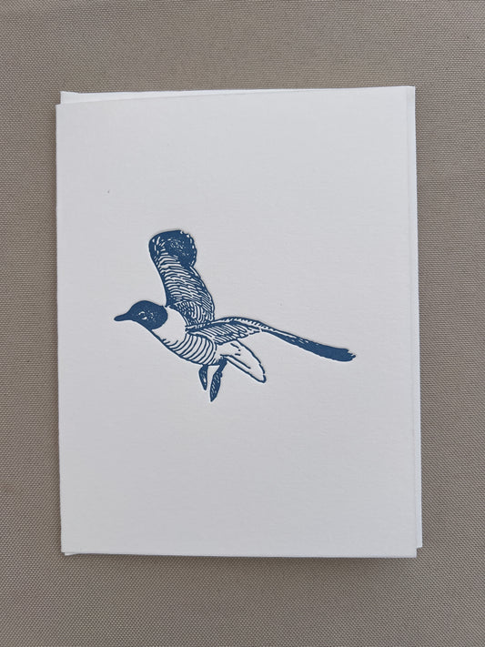 Seagull