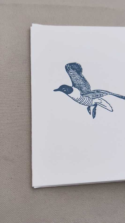 Seagull